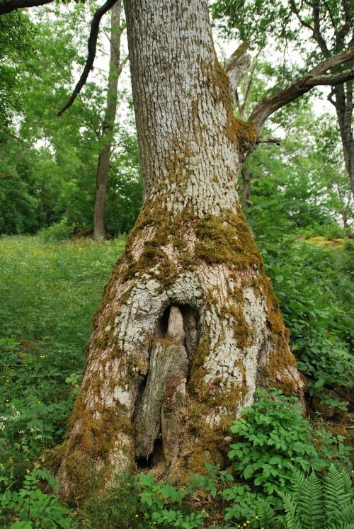 nature reserve sweden old tree
