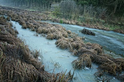 nature reserve water grass