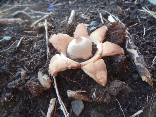nature star agaric mushroom