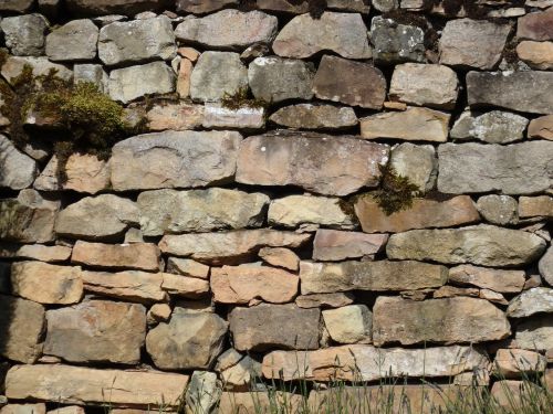 nature wall sunlit wall busy wall