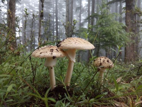 nauter mushroom fungus