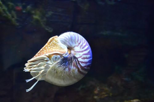 nautilus aquarium fish