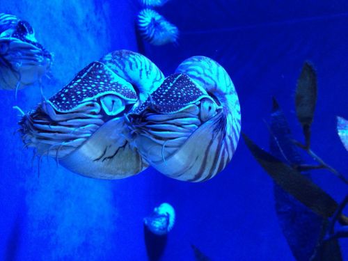 nautilus animal cephalopods