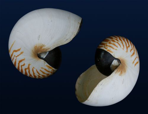nautilus shells sea