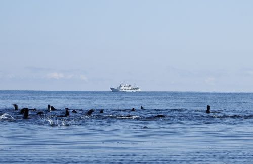 navy seals rookery sea
