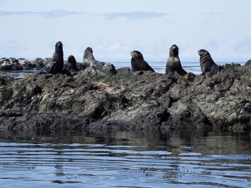 navy seals rookery sea