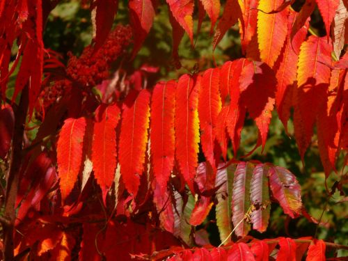 Neat Autumn Leaves