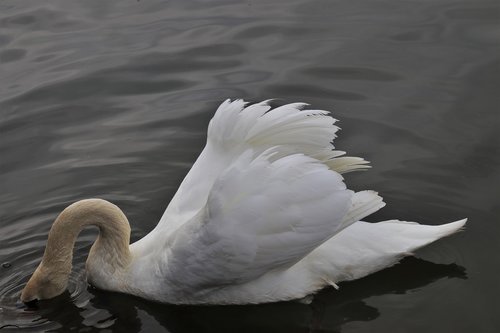 neck  diving  swan