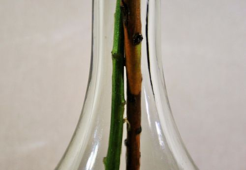 Neck Of Bottle With Stems