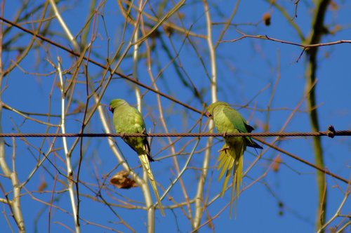 necked parakeet  park  düsseldorf