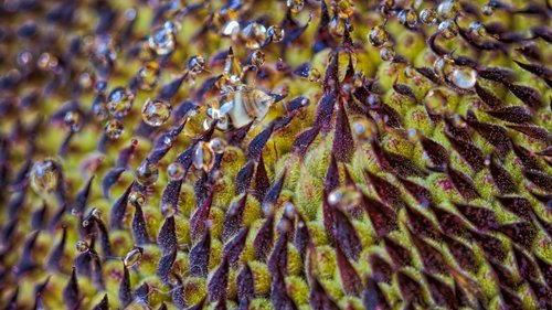 nectar  sunflower  close up
