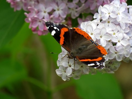 nectar  ali  butterfly