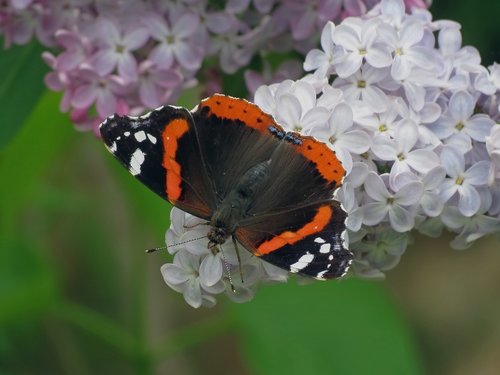 nectar  ali  butterfly
