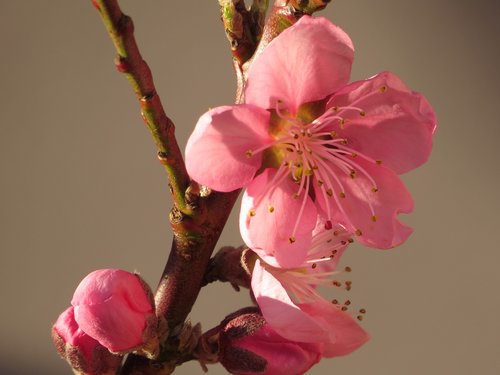 nectarine  spring  bud