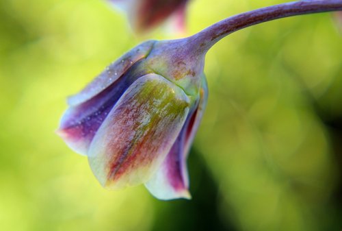 nectaroscordum  sicilian honey lily  allium