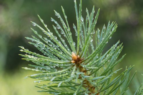 needle tree pine
