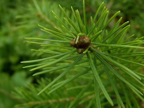 needle pine tree