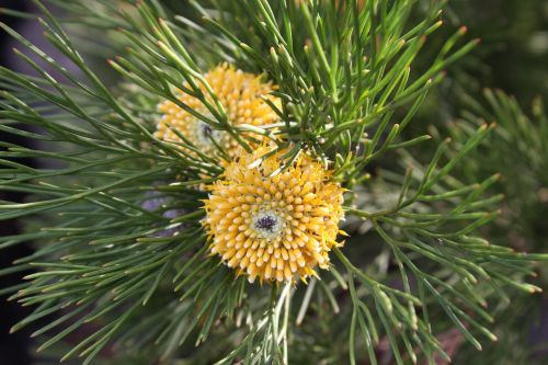 needle nature tree