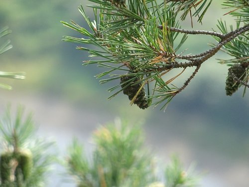 needle  pine  nature