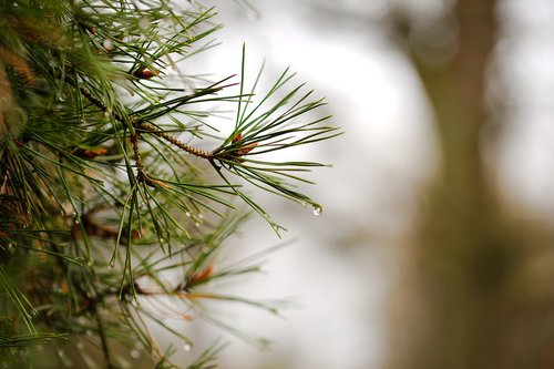 needle  nature  pine