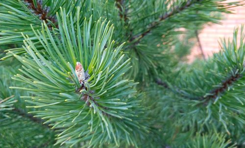 needle  pine  tree