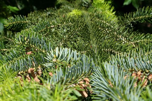 needle  evergreen  conifers