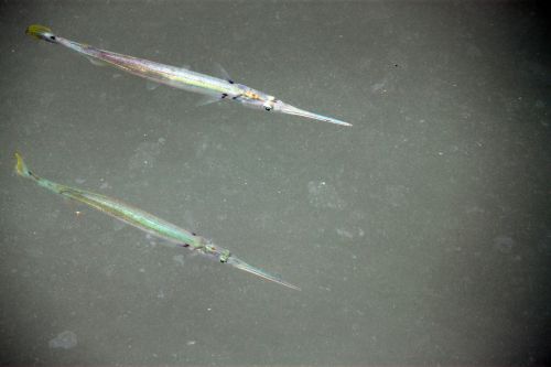 Needle Fish On The Sea