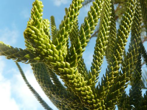 needle green conifer mediterranean