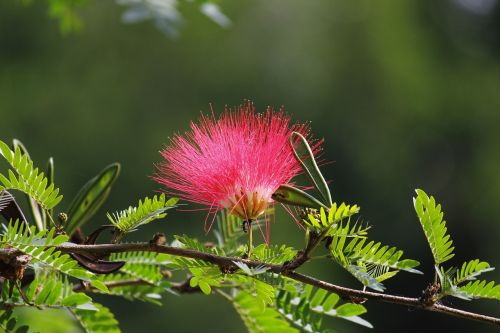needle sponge pink flower
