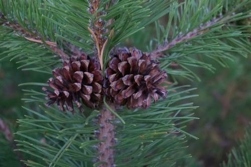 needles pine coniferous tree