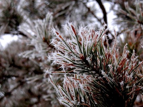 needles leann nature