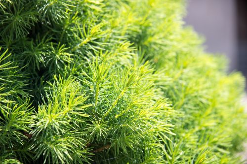 needles spruce freshness