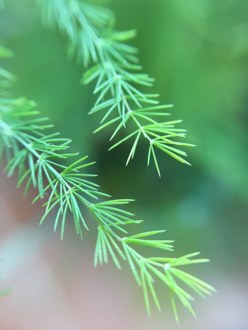 needles fir tree leaves
