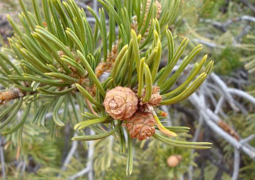 needles fir pine needles