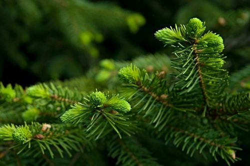 needles spruce twigs