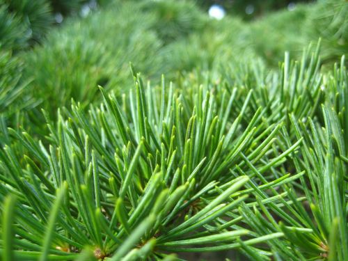 needles pine green
