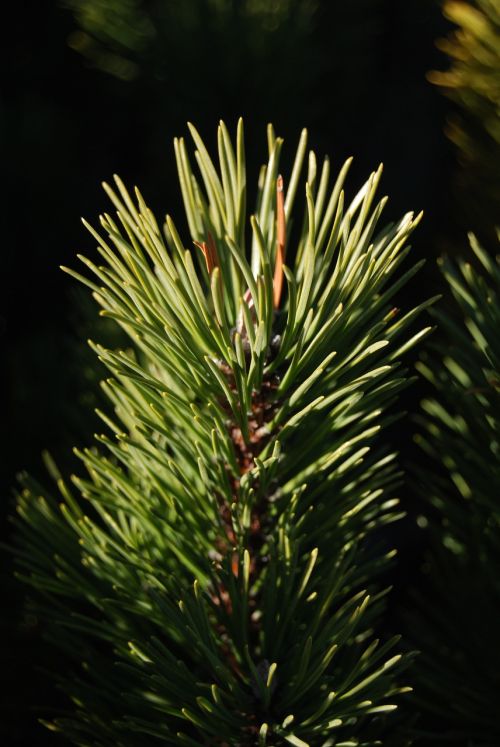 needles conifer pine