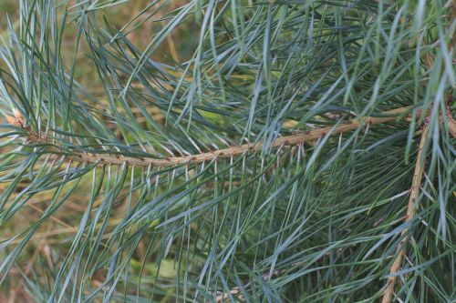 needles green plant