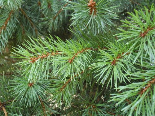 needles fir forest