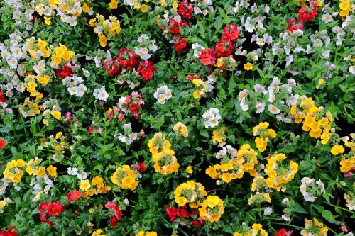 nemesia flowers colorful