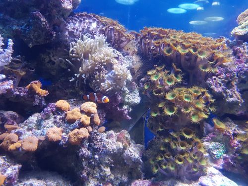 nemo fish coral