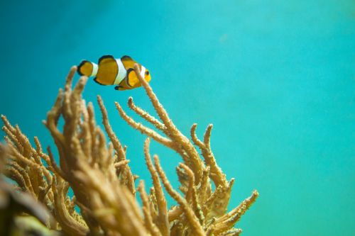 nemo fish underwater