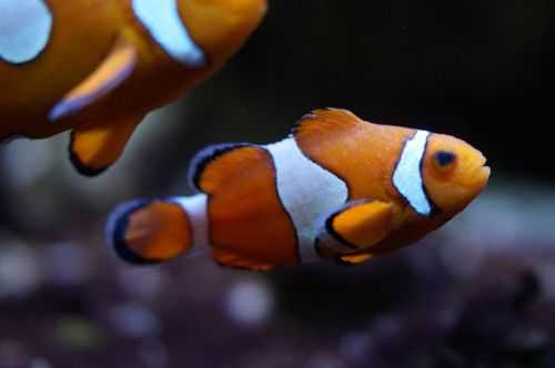 nemo clown fish fish