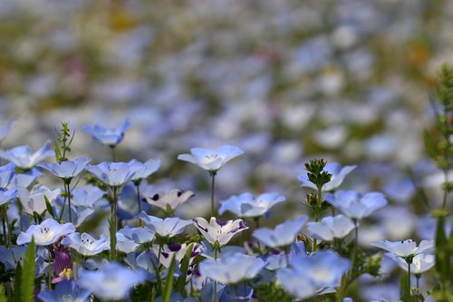 nemophila  flower  blue flowers