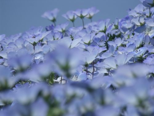 nemophila flowers early summer flowers