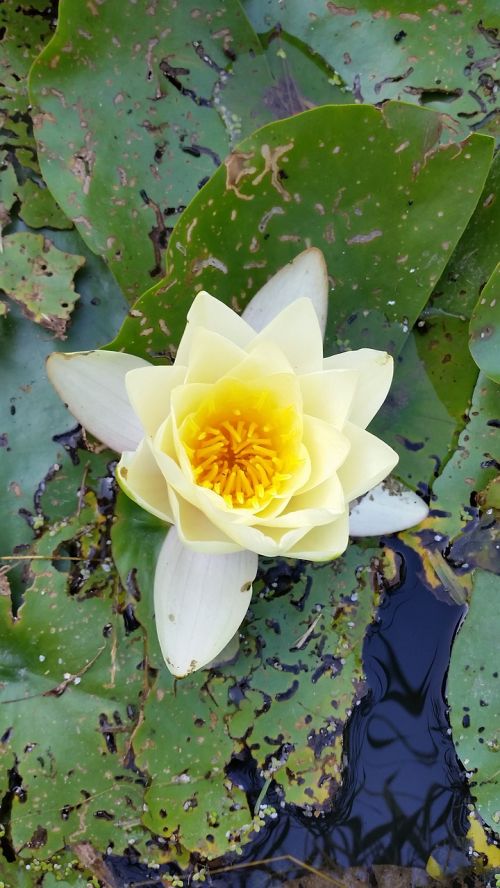 nénufar aquatic flower flower