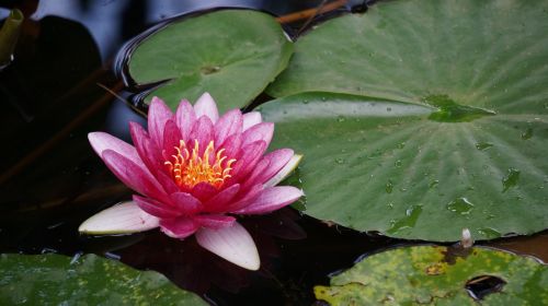 Lily Open, Water Drops