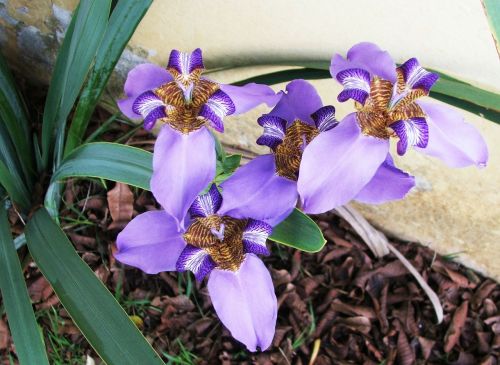 neomarica caerulea fake iris purple lily of rocks