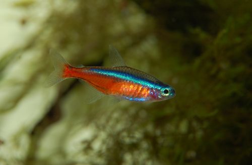 neon fish aquarium