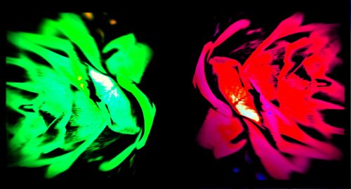 Neon Rose Abstraction